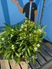 A potted plant with white flowers and green leaves sits on a wooden surface in front of a blue background with a graphic of a person. Podgląd zdjęcia produktu