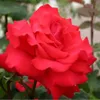 Rosa  - Kordes Eleganza® Rose - Rosa 'Grande Amore'® Produktbild-Vorschau 1