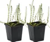 Bloomique - 2er Set - Hippuris Vulgaris - Tannenwedel Produktbild-Vorschau 1