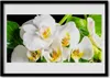 Bild 100x70 MDF-Rahmen Wandkunst Orchideen-Blumen-Natur Produktbild-Vorschau 1