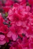 Rhododendron obt. 'Diamant Rot', leuchtend rot, 20–25 cm Produktbild-Vorschau 1