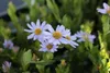 6 x  Kalimeris inc. 'Blue Star' - Schönaster - Topf 9 x 9 Produktbild-Vorschau 1