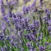 Stauden Gänge 100 x Lavandula angustifolia 'Munstead' -  Produktbild-Vorschau 6