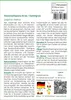 SAFLAX - Hasenschwanz-Gras / Samtgras - Lagurus ovatus - Produktbild-Vorschau 3