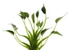 Alocasia "Tiny Dancer" - Pfeilblatt - Tropenwurz - RARITÄT Produktbild-Vorschau 2