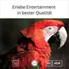 Streaming Box GD2 4K HDR Smart Google TV Player Android | Produktbild-Vorschau 4