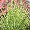 Stauden Gänge 1 x Miscanthus sinensis 'Little Zebra' im 1 Produktbild-Vorschau 2