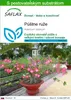 SAFLAX - púštne ruže - Adenium obesum - 8 Semená - S Náhľad obrázku produktu 1
