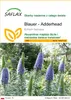 SAFLAX - Blauer - Adderhead - 100 Nasiona - Echium fastuosa Podgląd zdjęcia produktu 1