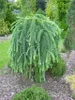 Japanische Lärche ´BORING WEEPER´ auf Stamm 120 cm, Cont. Produktbild-Vorschau 6