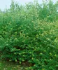 Ilex crenata 'Convexa', Japanische Stechpalme, immergrün, Produktbild-Vorschau 10