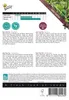 Rettich Hon Tsai Tai | Rettichsamen von Buzzy Seeds Produktbild-Vorschau 4