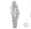 Bloomique - Laurus Nobilis - Lorbeer Pflanze - Produktbild-Vorschau 3