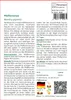SAFLAX Anzucht Set - Pfefferminze - Mentha piperita - 300 Produktbild-Vorschau 3