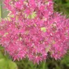 6 x Orpin haut  - Sedum « Herbstfreude »  | Pot 9 cm x 9 cm Voir les images du produit 2