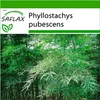 SAFLAX - Moso obří bambus - Phyllostachys pubescens - 20 Náhled obrázku produktu 8