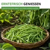 Buschbohnen Saxa Samen - Phaseolus vulgaris  - Bohnensamen Produktbild-Vorschau 6