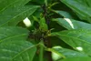 SAFLAX - Karłowaty Krzew Kawowy - 8 Nasiona - Coffea Podgląd zdjęcia produktu 5