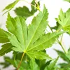 Bloomique - 4er Set - Acer Going Green - Japanischer Ahorn Produktbild-Vorschau 4