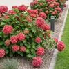 Green boutiQ - Hortensia - Hydrangea macrophylla Red - Voir les images du produit 1