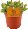 Kaktus smoczy owoc Hylocereus undatus - srednica 11cm, Podgląd zdjęcia produktu 1