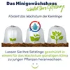 Three stages of plant growth under clear protective domes. Produktbild-Vorschau