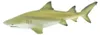 Safari Ltd Lemon Shark Figur Gelb From 3 Years Gelb From 3 Produktbild-Vorschau 1