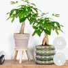 Bloomique - 2er Set - Pachira Aquatica - Glückskastanie - Produktbild-Vorschau 2