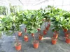 Ficus lyrata | Geigenfeige | Feigenbaum | 125 - 155 cm | Produktbild-Vorschau 4