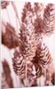 Bilder auf glas - Einteilig - Getrocknet Blume Eco - Produktbild-Vorschau 1