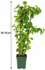 Orešník lieskalý (Corylus avellana) odroda „Lange Spaanse“. Náhľad obrázku produktu 5