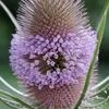 6 plants de grande cardère, variété "Weverskaarde" Voir les images du produit 2