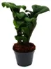 Mini-Pflanze Zamio Palme Zamioculcas zamiifolia Glücksfeder Produktbild-Vorschau 1