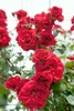 Rosa 'Amadeus', Kletterrose, leuchtend rot, 5-7,5 Liter Produktbild-Vorschau 3