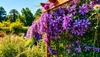 Clematis Dünger 1kg - Waldreben Kletterpflanzen Produktbild-Vorschau 5