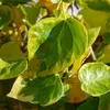 Lot de 4 lierres du Caucase – Hedera colchica « Dentata Voir les images du produit 1