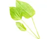 Wasserpflanze Echinodorus argentinensis Produktbild-Vorschau 4