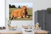 MuchoWow® Poster Kuh - Braun - Horn 160x120 cm - Foto Produktbild-Vorschau 4