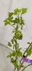 Ribes Glandulosum, jagoda ozdobna, wysokość 40 cm, doniczka Podgląd zdjęcia produktu 2