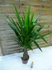 [Palmenlager]  Yucca elephantipes "Maya Tree" 100 cm - Produktbild-Vorschau 4