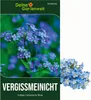 Vergissmeinnicht Indigo Compacta Blue Samen - Myosotis Produktbild-Vorschau 1