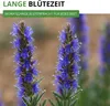Ysop Mehrjährig Samen - Hyssopus officinalis - Ysopsamen - Produktbild-Vorschau 7
