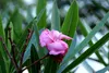SAFLAX - Garden in the Bag - Oleander - 50 Samen - Mit Produktbild-Vorschau 7