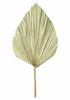 2x Dekoblatt "Palme" Naturprodukt, Palmenblatt, 50 - 70 cm Produktbild-Vorschau 4
