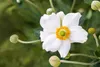 Anemone japonica 'Honorine Jobert', Herbst-Anemone, weiß, Produktbild-Vorschau 6