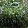 6 kusů rostlin Carex pendula (větvička tráva), v květináči Náhled obrázku produktu 1