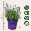 Lawenda wąskolistna - 12 szt - Lavandula angustifolia - Podgląd zdjęcia produktu 2