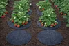 Unkrautbekämpfung Filzscheibe Mulchen Graphit fi 50 cm Produktbild-Vorschau 8