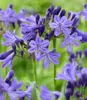 BALDUR Garten 1x Zwerg-Agapanthus 'Fairy Blue®', Knolle in Produktbild-Vorschau 2