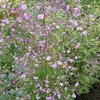 6 piante di *Thalictrum delavayi* (Delavay), in vaso da 9x9 Anteprima dell’immagine prodotto 1